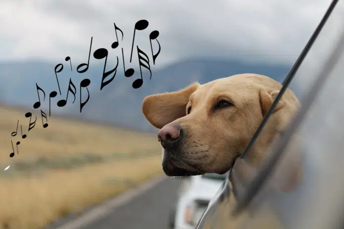Playlist chien en voiture