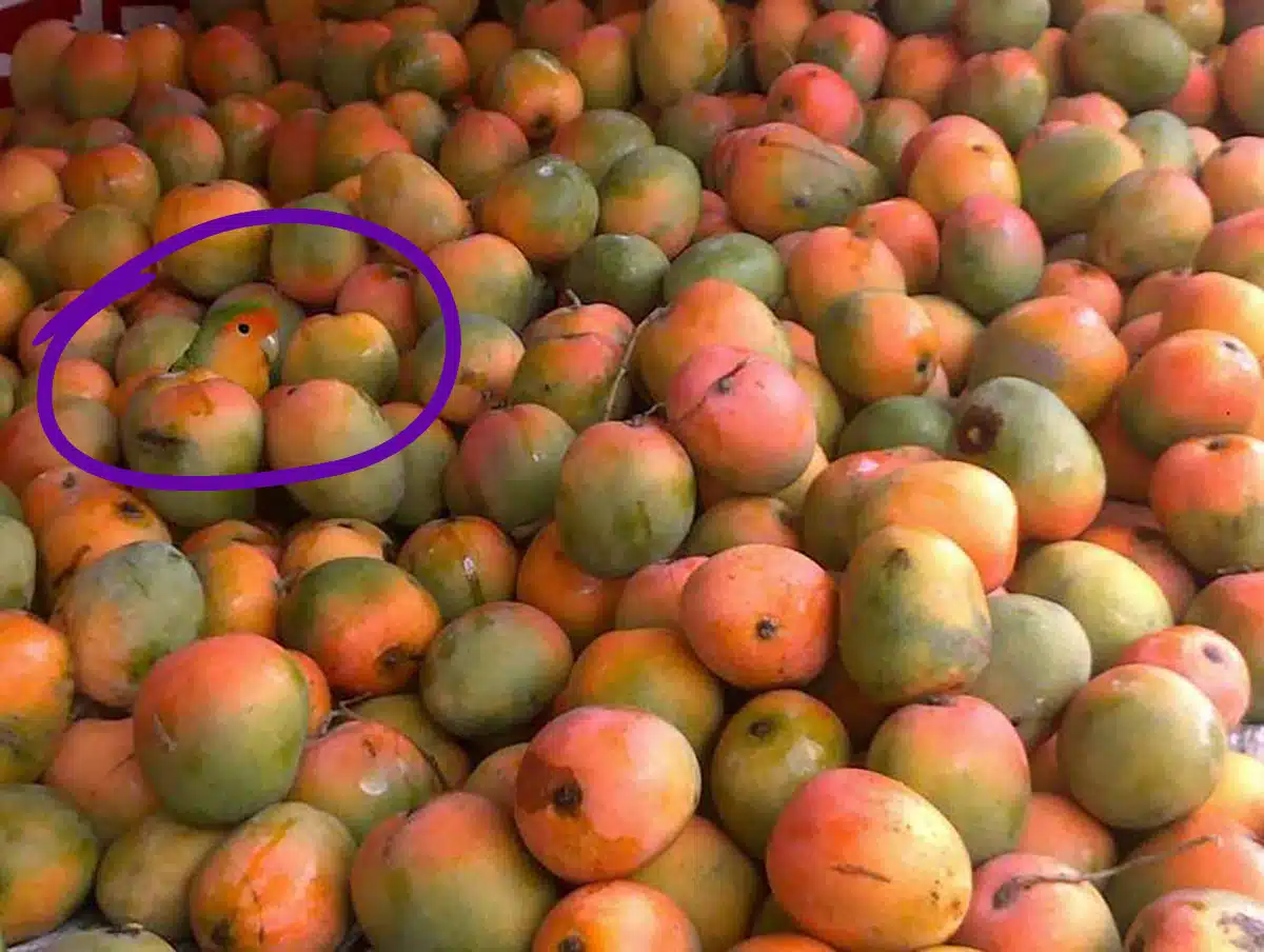 solution du perroquet dans les mangues