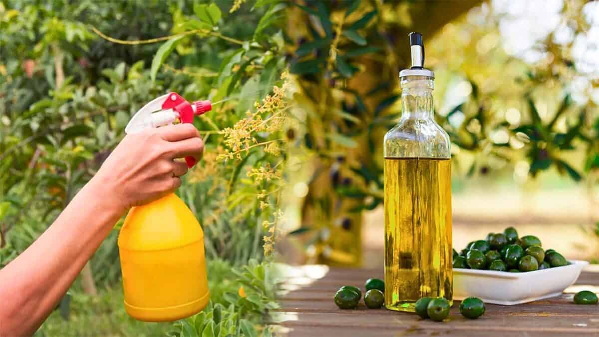 Arroser ses plantes avec huile d olive
