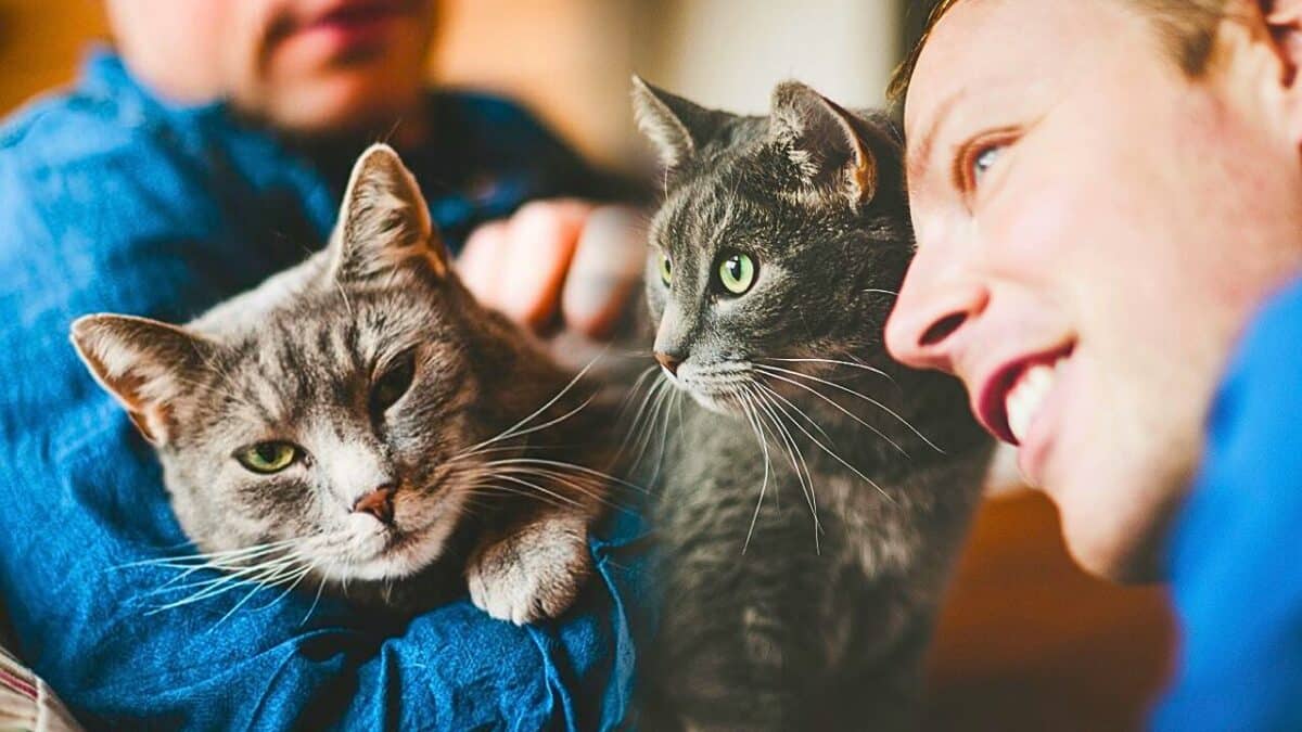 chats et proprietaires comportement