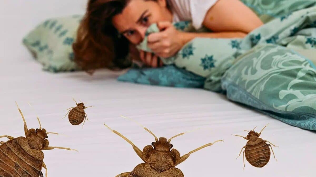 punaises de lit parasites
