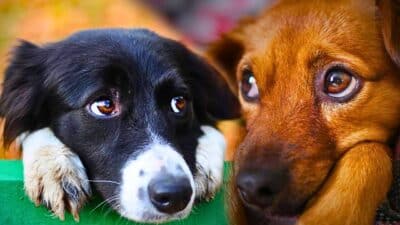 animaux chiens comportement curieux