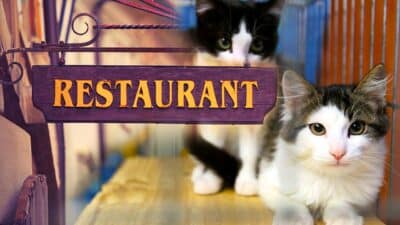 restaurant chats servis nourriture