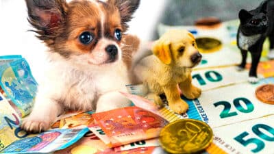 taxe animaux